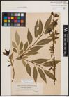 Foto von Salix fragilis L.